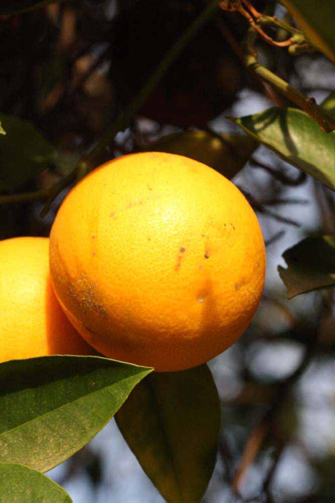            Fruit (Riverside, CA)   